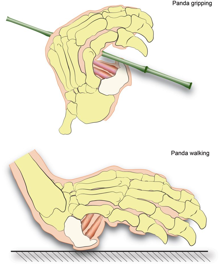 panda sweeping vs walking