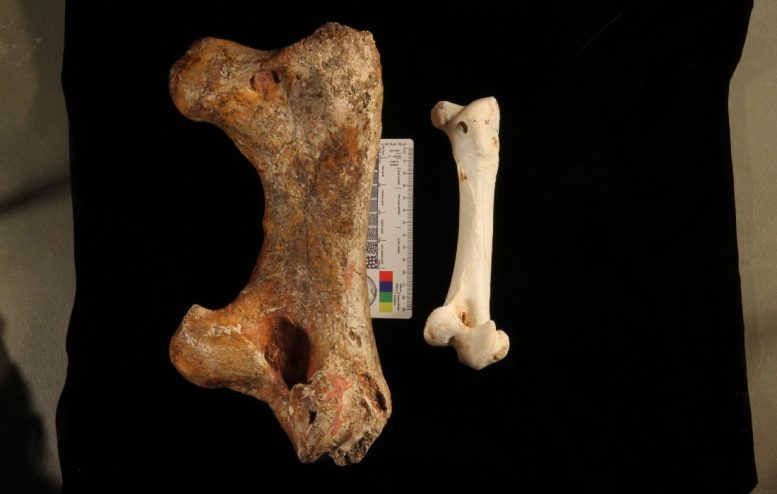 Genyornis Newtonian femur
