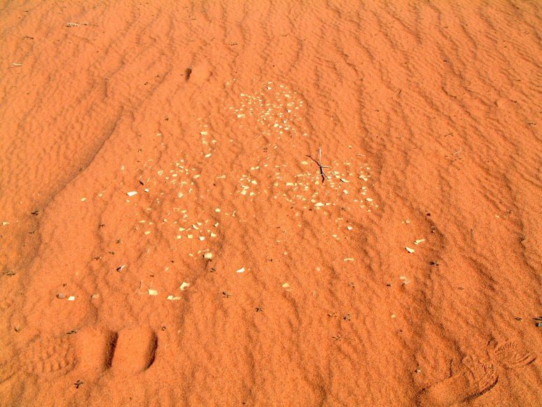 Genyornis eggshell fragments