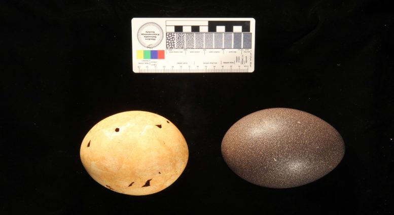Emu Egg and Genyornis Newtoni