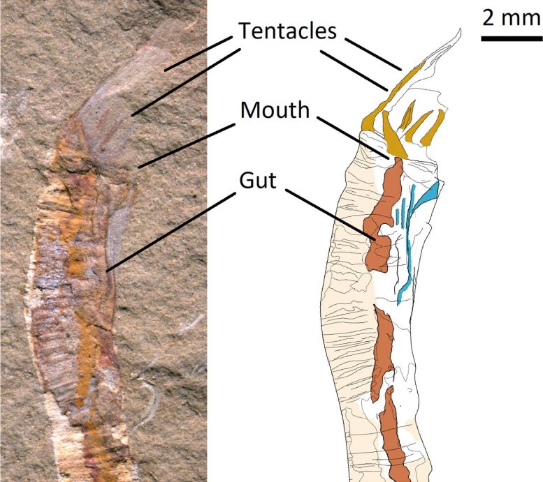 Gangtokonya aspera chart
