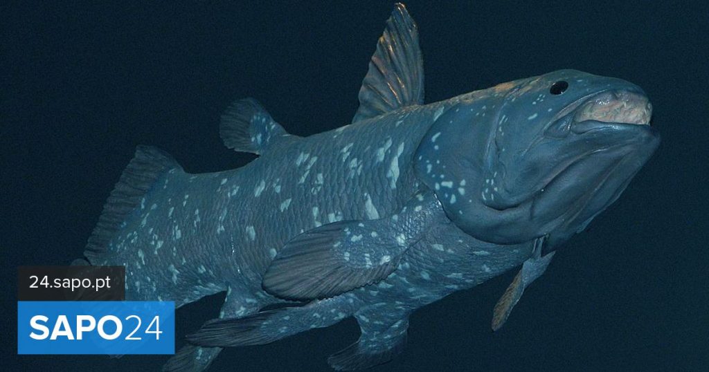 Prehistoric giant fish can live up to a century above all else - current events