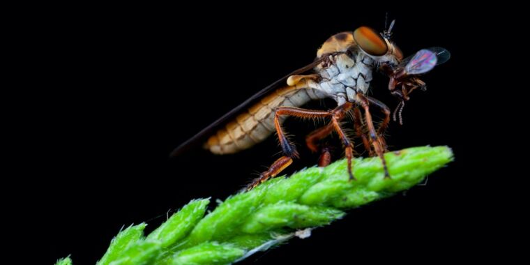 The bandit fly is an aerodynamic acrobat that can catch its prey in mid-flight