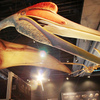 The peerless pterosaur could fly long distances for days
