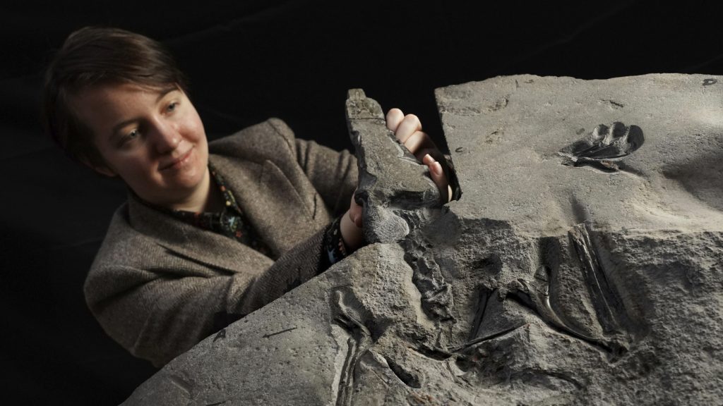 Rare pterodactyl fossil found in Scotland: NPR