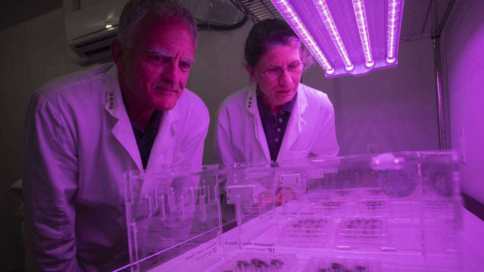 Scientists have succeeded in growing plants in the soil of the moon: NPR