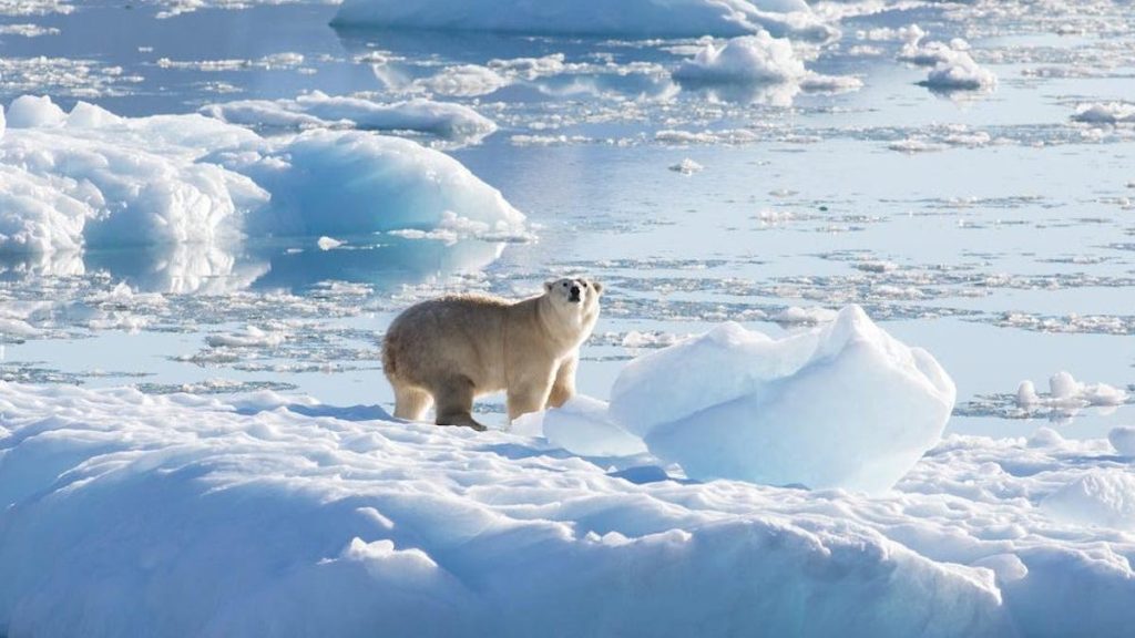 The discovery of a strange and isolated group of polar bears in Greenland