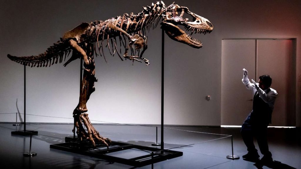 A Sotheby's New York employee demonstrates the size of a Gorgosaurus dinosaur skeleton, the first to be offered at auction, Tuesday, in New York.