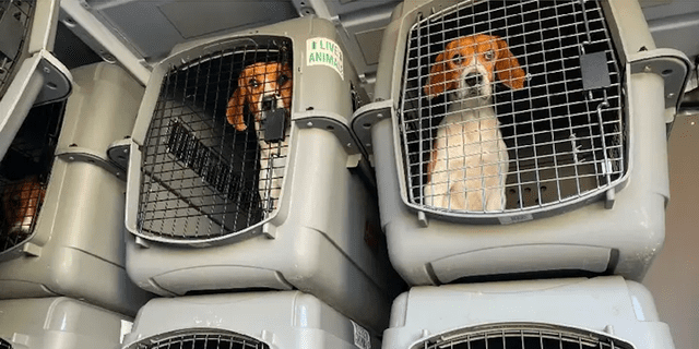 The Humane Society of the United States worked with the Department of Justice and animal welfare partners, including Homeward Trails, to find new homes for rescued beagles.