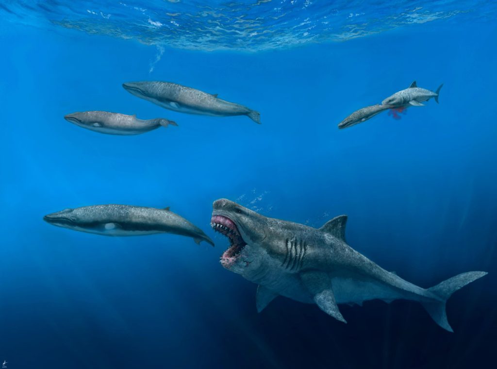 Giant sharks once roamed the seas and fed huge meals