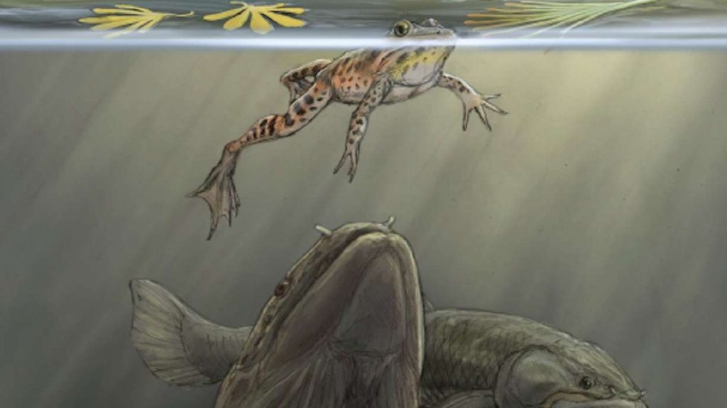 An artist rendering of a bowfin fish attempting to sneak up on a frog floating at the surface of a pond while another bowfin regurgitates part of a recent meal of frogs and a salamander. The bowfin fish is the suspected predator of a 150 million-year-old vomit fossil discovered in southeast Utah.