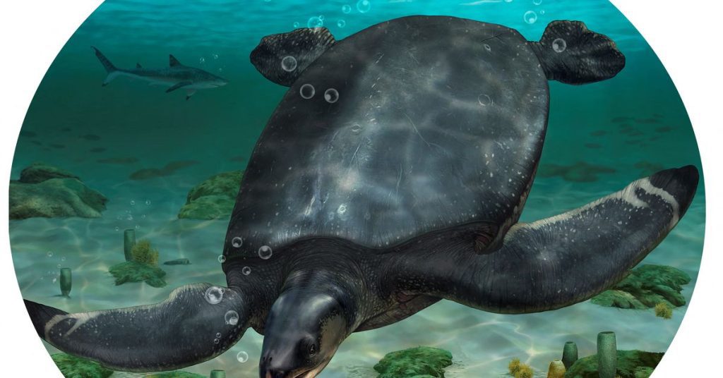 Fossils of a car-sized sea turtle from the age of the dinosaurs have been discovered in Spain
