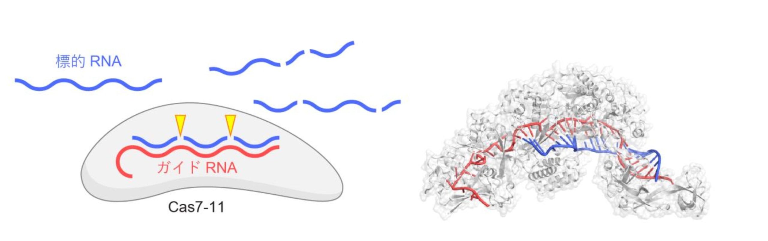 Discovery of an Enzyme with Both Protein and RNA Degrading Activities University of Tokyo Journal Online