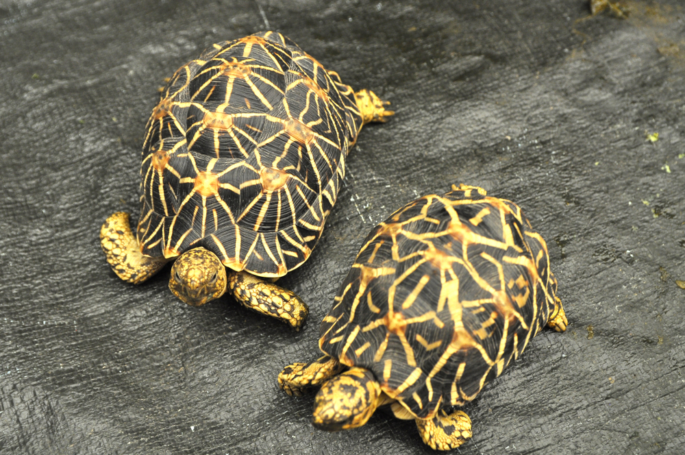 Discovering the Indian Star Tortoise: Beauty and Biology