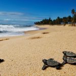 Turtle Nesting Sites and Climate Change: A Growing Concern