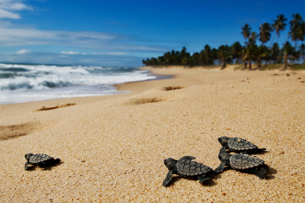 Turtle Nesting Sites and Climate Change: A Growing Concern